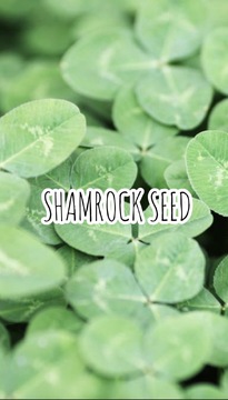 【横浜駅】≪年間休日120日・デザインカラーがウリ・客層20代メイン≫スタッフがしっかり休むことで、お客様とよりしっかり向き合えます！整えられた環境で安心して働けるサロン「SEED by shamrock（シードバイシャムロック）」からスタイリスト（美容師）の求人☆★☆